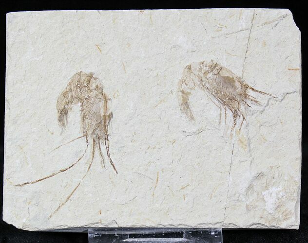 Cretaceous Fossil Shrimp Carpopenaeus - Lebanon #22885